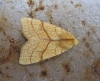 Orange Sallow 