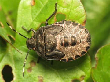 Rhaphigaster nebulosa late instar nymph 20150925-4612 Copyright: Phil Collins