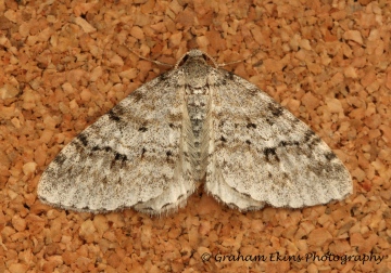 Engrailed Ectropis crepuscularia 2 Copyright: Graham Ekins