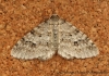 Engrailed Ectropis crepuscularia 2 Copyright: Graham Ekins