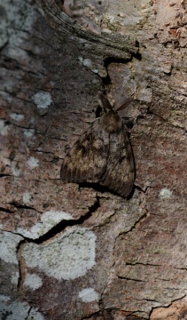 Gypsy Moth 2018 Copyright: Samuel Chamberlin