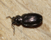Bembidion properans Copyright: Robert Smith