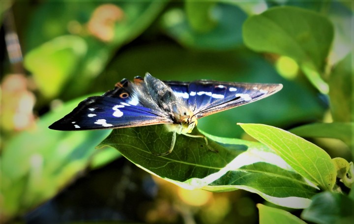 Purple Emperor Male  Apatura iris Copyright: Colin Shields