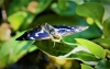 Purple Emperor Male  Apatura iris 