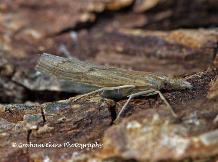 Pediasia contaminella 2 Copyright: Graham Ekins