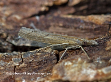 Pediasia contaminella 2 Copyright: Graham Ekins