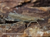 Pediasia contaminella 2 Copyright: Graham Ekins