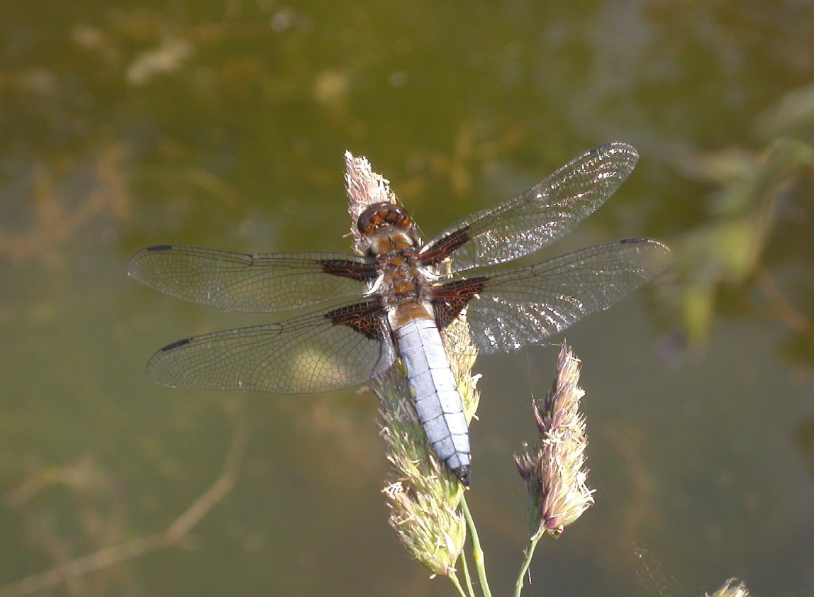 Broad - Bodied Chaser Copyright: Malcolm Riddler