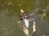 Broad - Bodied Chaser 