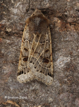 Omphaloscelis lunosa  Lunar Underwing 4 Copyright: Graham Ekins