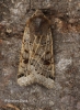 Omphaloscelis lunosa  Lunar Underwing 4