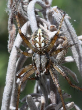 Close up of male Neoscona adianta Copyright: Colin Humphrey