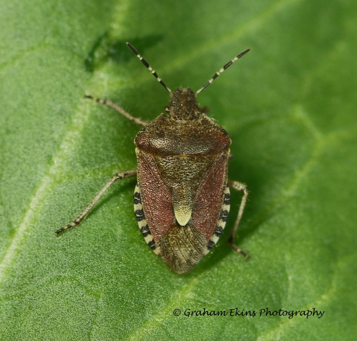 Dolycoris baccarum  (hairy Shieldbug) 2 Copyright: Graham Ekins