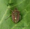 Dolycoris baccarum  (hairy Shieldbug) 2 Copyright: Graham Ekins