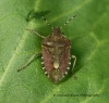 Dolycoris baccarum  (hairy Shieldbug) 2