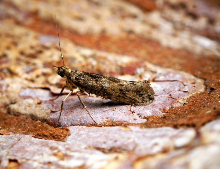 Ypsolopha vittella Copyright: Ben Sale