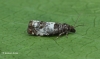 Notocelia trimaculana Copyright: Graham Ekins