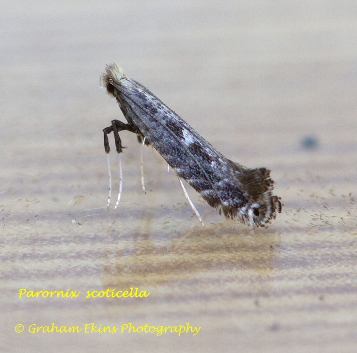 Parornix scoticella Copyright: Graham Ekins