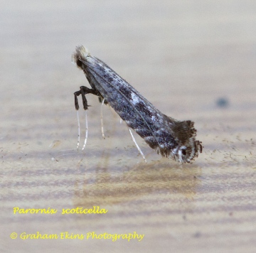 Parornix scoticella Copyright: Graham Ekins