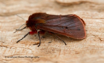 Ruby Tiger  Phragmatobia fuliginosa 3 Copyright: Graham Ekins