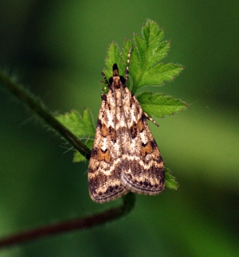 Scoparia pyralella Copyright: Ben Sale