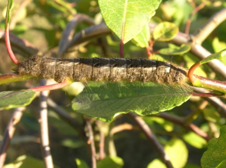 Lappet larva Copyright: Martin Anthoney