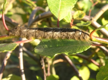 Lappet larva Copyright: Martin Anthoney