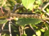 Lappet larva Copyright: Martin Anthoney