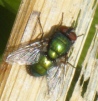 Lucilia sericata Copyright: Martyn Everett