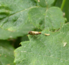 Micropterix aruncella Copyright: Robert Smith