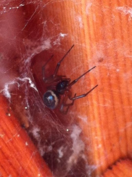 False Widow Copyright: Stephen Glover