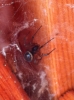 False Widow