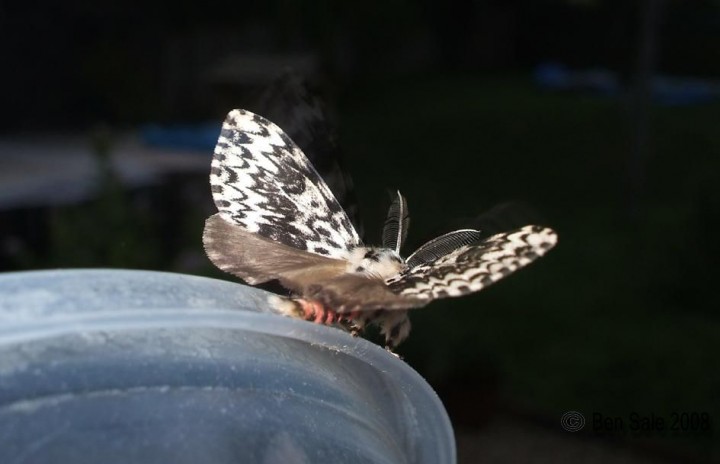 Black Arches 4 Copyright: Ben Sale