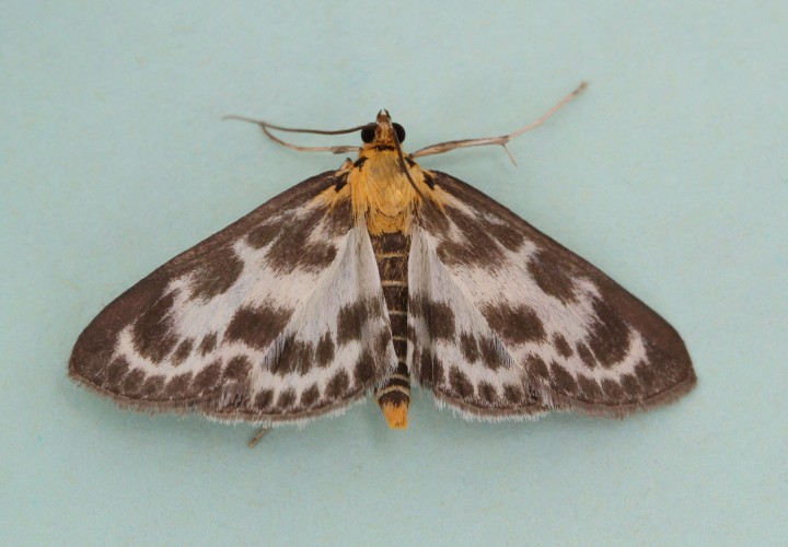 Anania hortulata Copyright: Graham Ekins