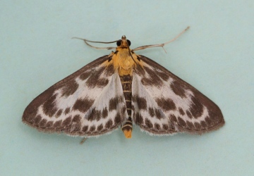 Anania hortulata Copyright: Graham Ekins