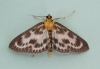 Anania hortulata Copyright: Graham Ekins