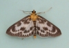 Anania hortulata Copyright: Graham Ekins