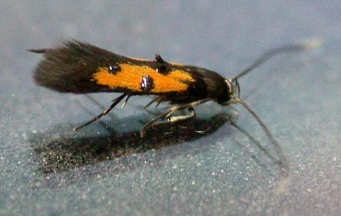 Chrysoclista linneella 3 Copyright: Graham Ekins