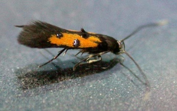 Chrysoclista linneella 3 Copyright: Graham Ekins