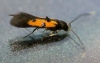 Chrysoclista linneella 3