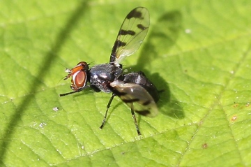 Herina lugubris Copyright: Geoff Vowles