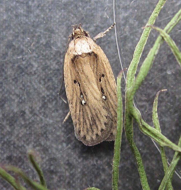 Agonopterix putridella Copyright: Clive Atkins