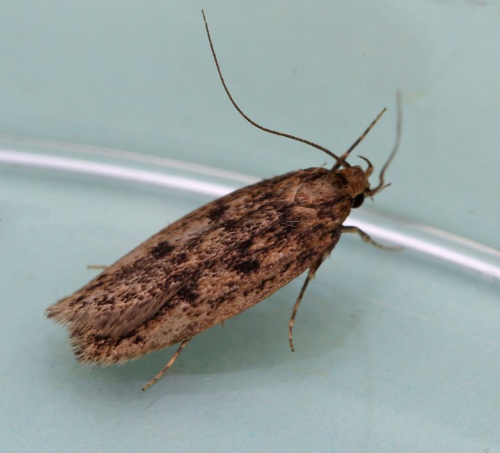 Hofmannophila pseudospretella  (Brown House Moth) Copyright: Graham Ekins