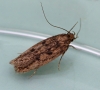 Hofmannophila pseudospretella  (Brown House Moth) 