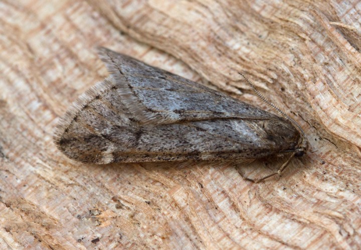 March Moth Alsophila aescularia 2 Copyright: Graham Ekins