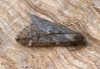 March Moth Alsophila aescularia 2 Copyright: Graham Ekins