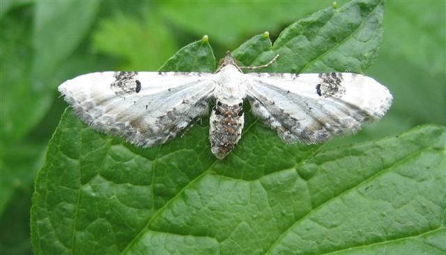 Lime Speck Pug Copyright: Stephen Rolls