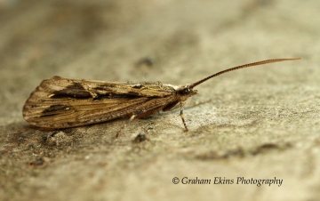 Phryganea grandis Copyright: Graham Ekins