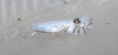 Leucoptera spartifoliella. Copyright: Stephen Rolls