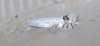 Leucoptera spartifoliella. Copyright: Stephen Rolls
